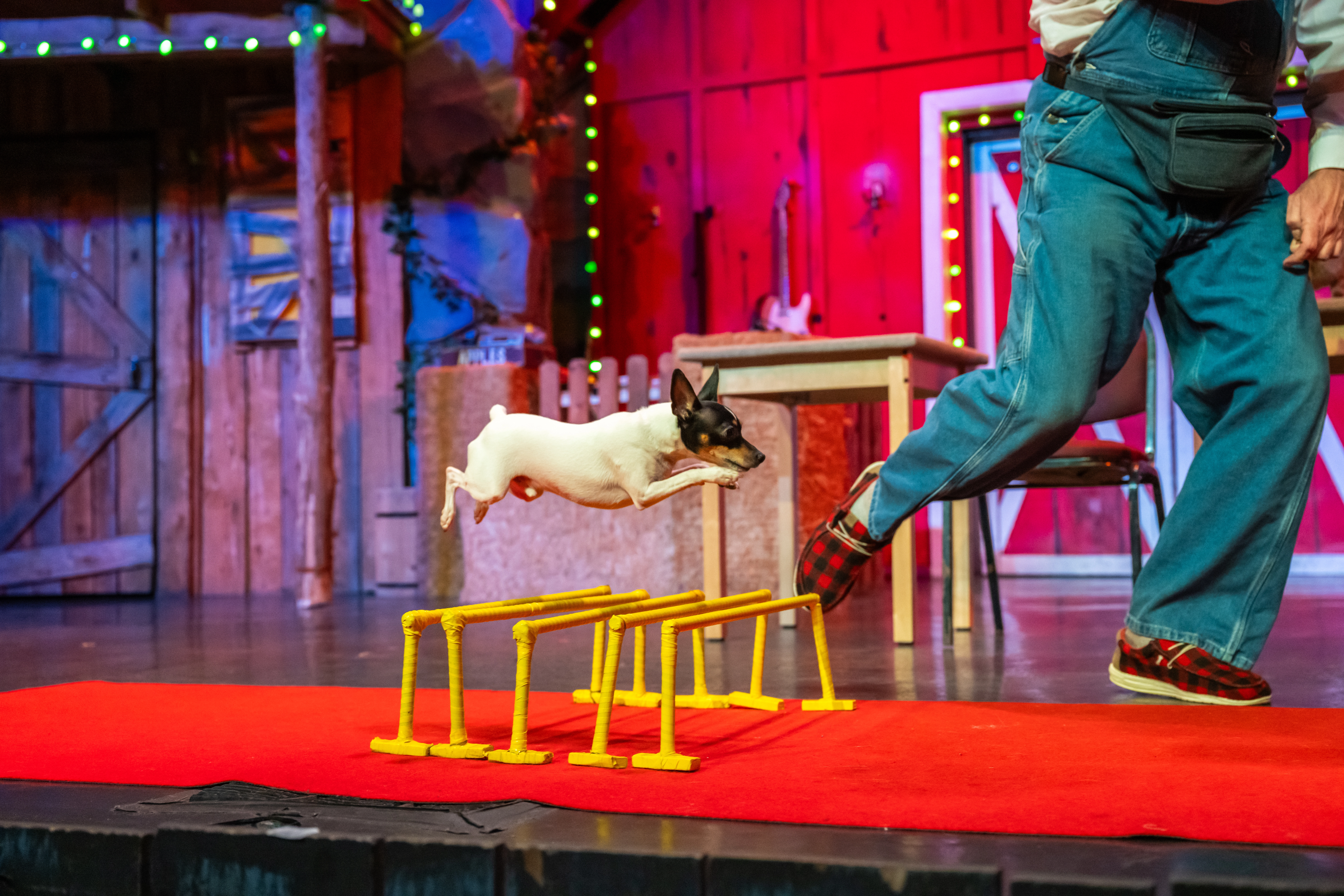 dog show pigeon forge